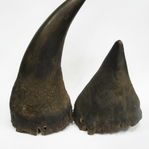 Black Rhino Horn For Sale