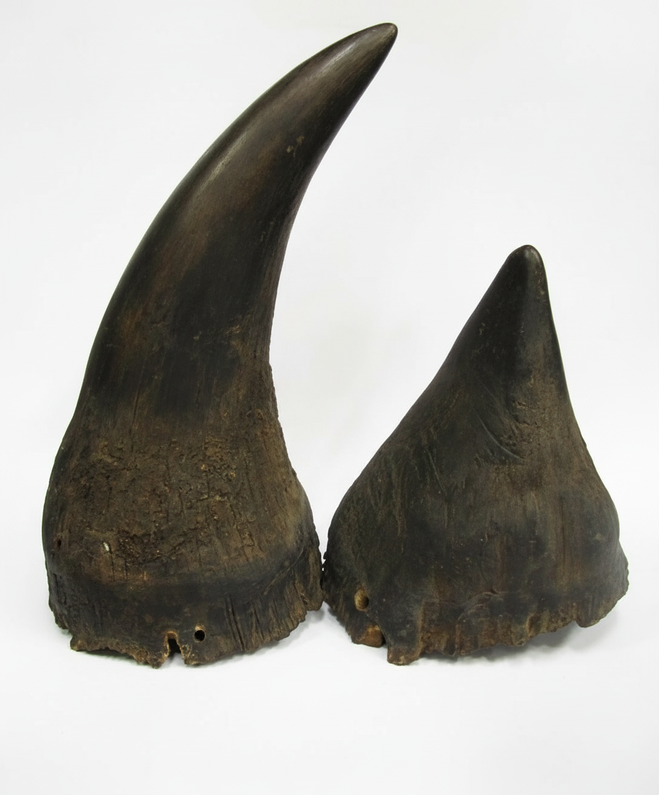 Black Rhino Horn For Sale