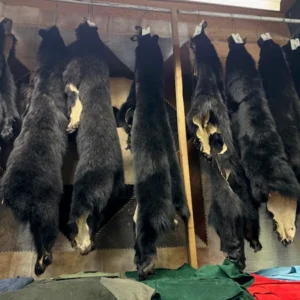 Real Polar Bear Skin For Sale