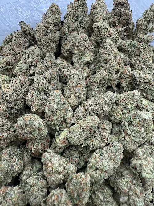 805 Glue Strain