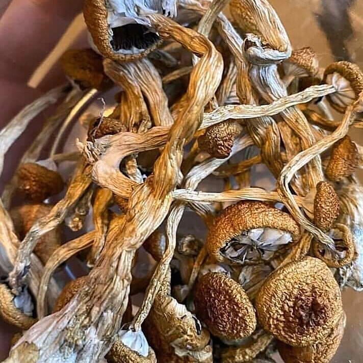 Albino Penis Envy Mushrooms