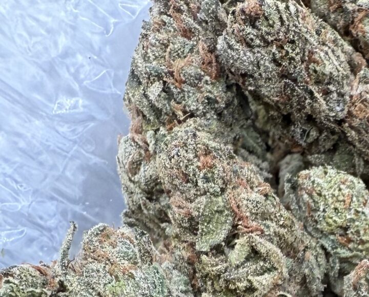 Blue Z Strain #8382