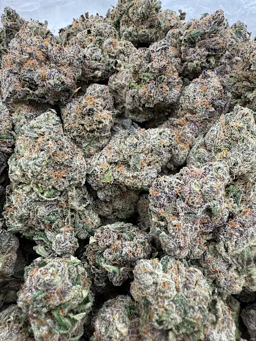 Dutch Treat Strain