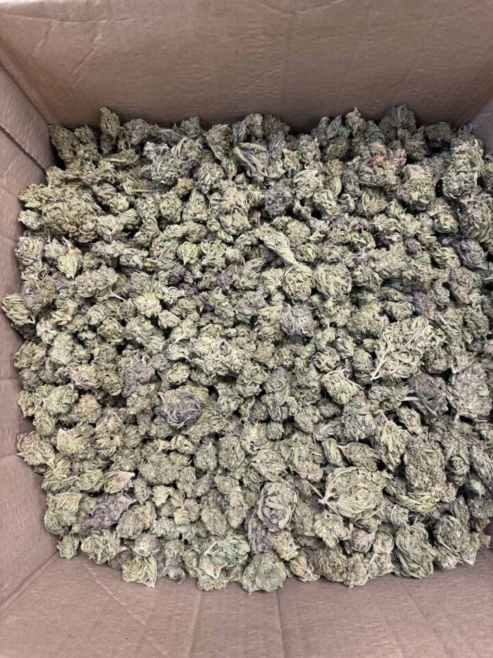 Guava Tartz THCA Flower