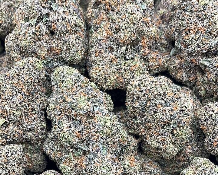 Rainbow Rozay – PK355