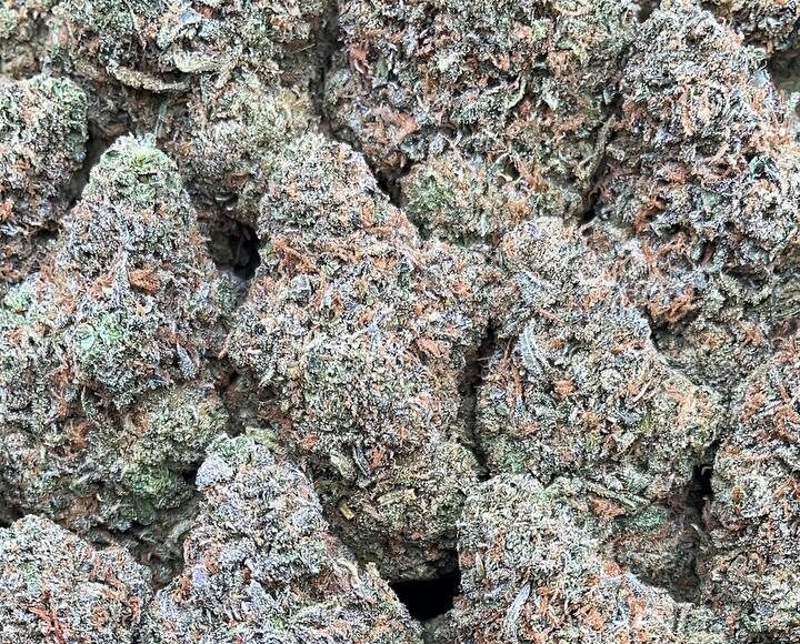 Frosty Gelato – PK340