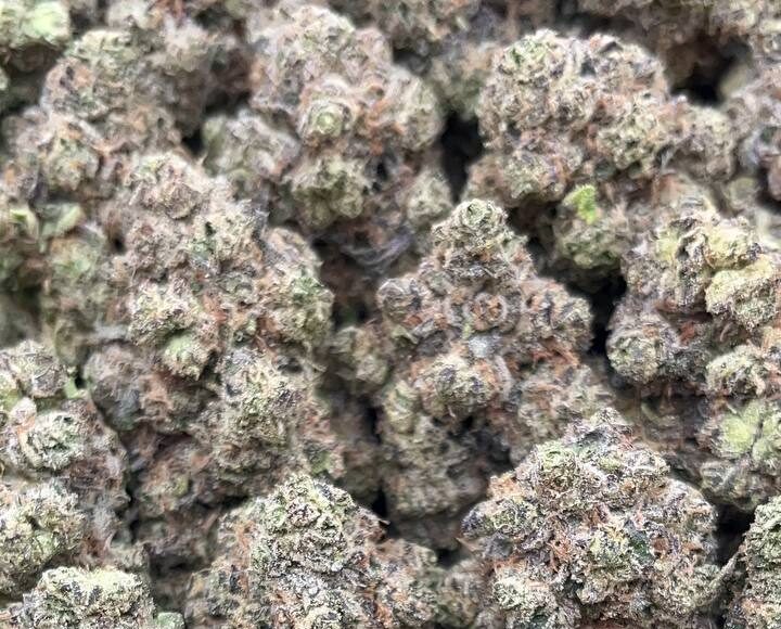 Blue Dream – PK161