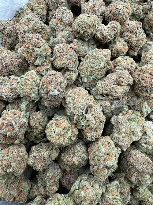 Jack Herer Strain