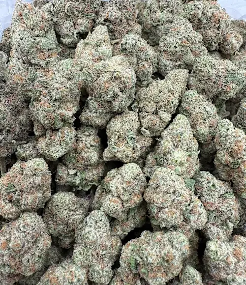 Laughing Gas Strain