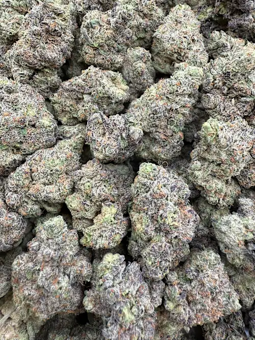 Lost Tribe Strain
