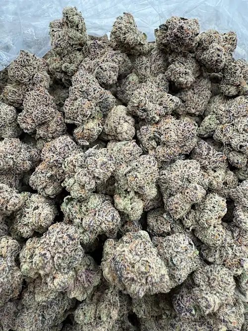 Tiger King Strain