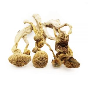 Albino A+ Mushrooms (Psilocybe cubensis)