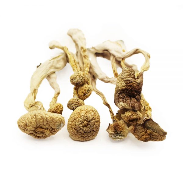Albino A+ Mushrooms (Psilocybe cubensis)