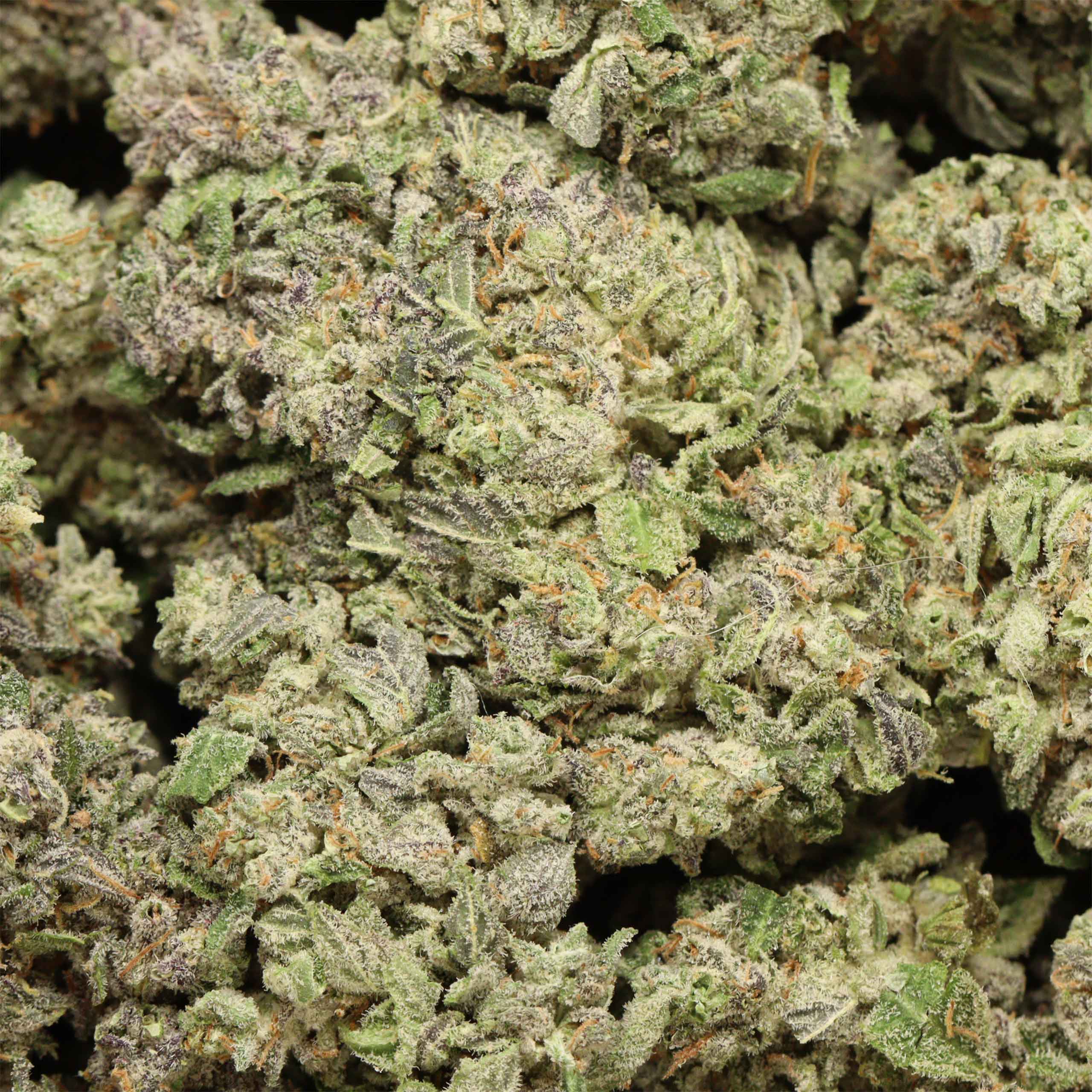 Blue Razzay Strain