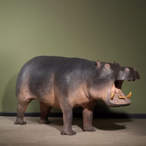 Buy Full Mounted Hippo Taxidermy