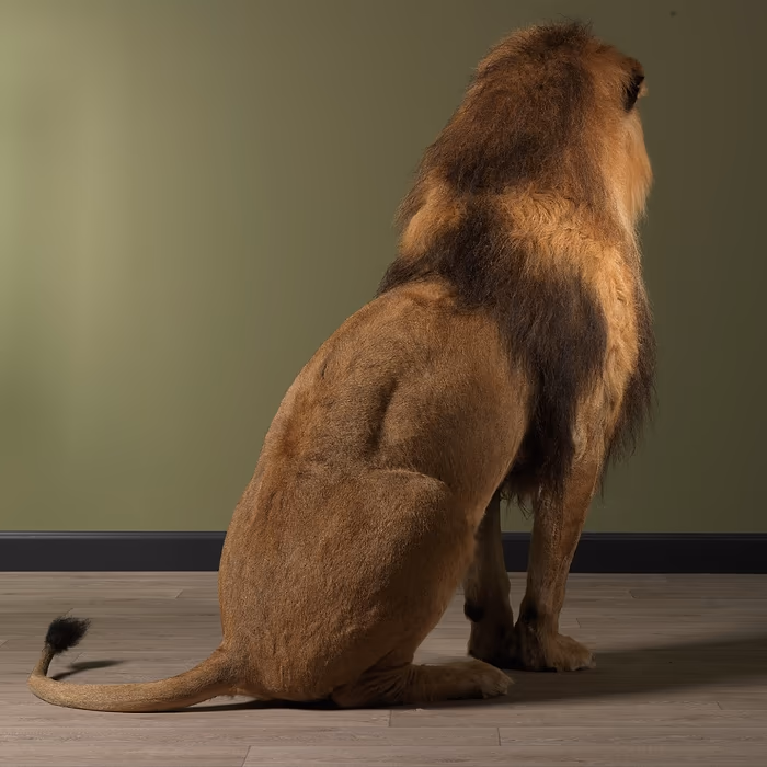 Buy Full Mounted Taxidermy Lion for Sale - Image 2