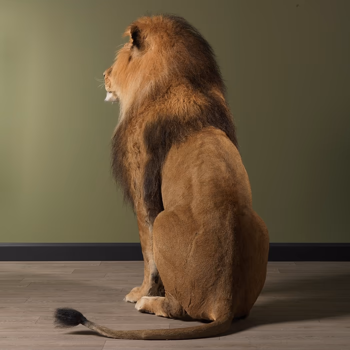 Buy Full Mounted Taxidermy Lion for Sale - Image 8
