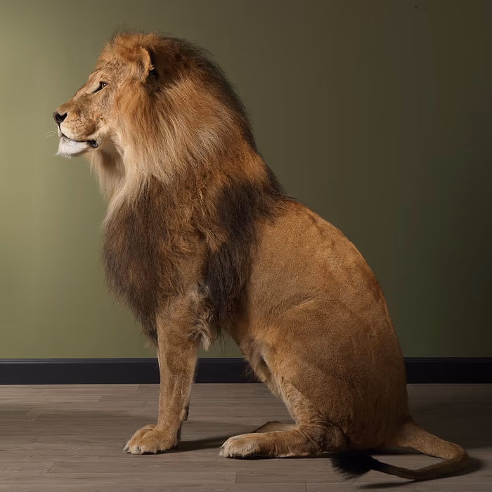 Buy Full Mounted Taxidermy Lion for Sale - Image 7
