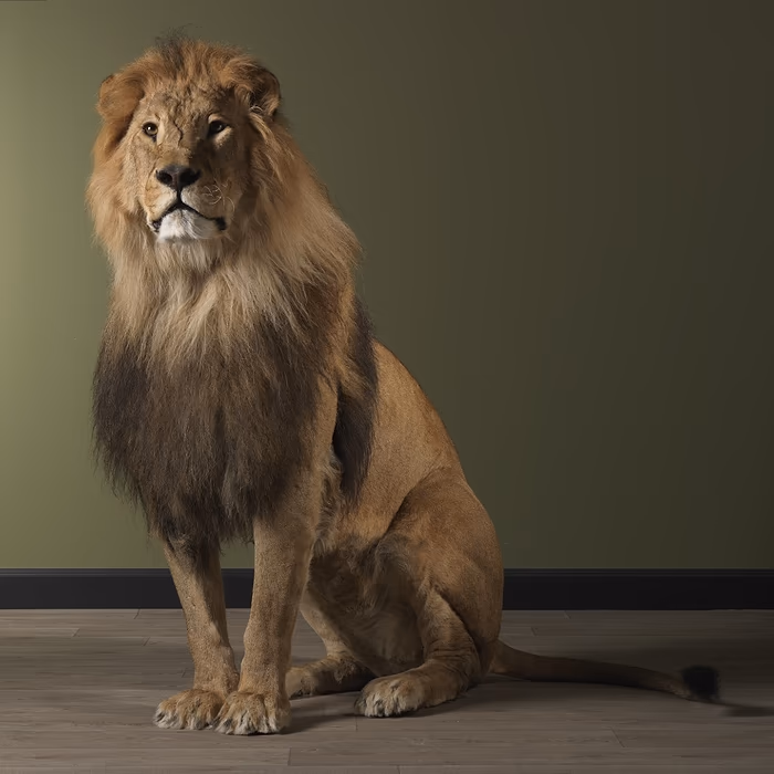 Buy Full Mounted Taxidermy Lion for Sale - Image 5