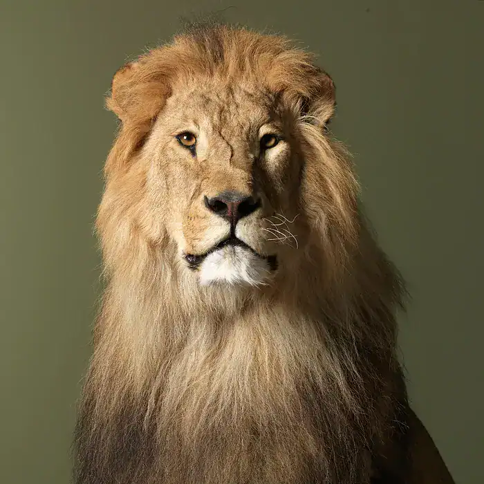 Buy Full Mounted Taxidermy Lion for Sale - Image 4