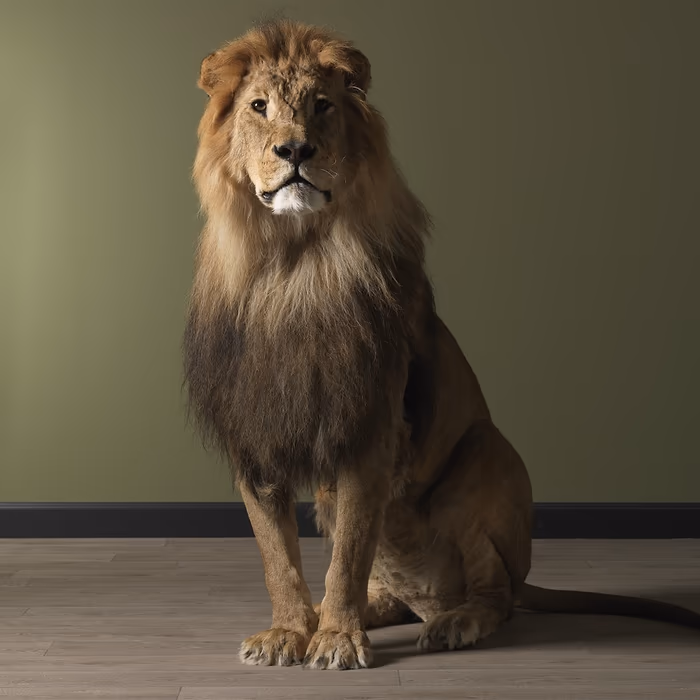 Buy Full Mounted Taxidermy Lion for Sale - Image 3
