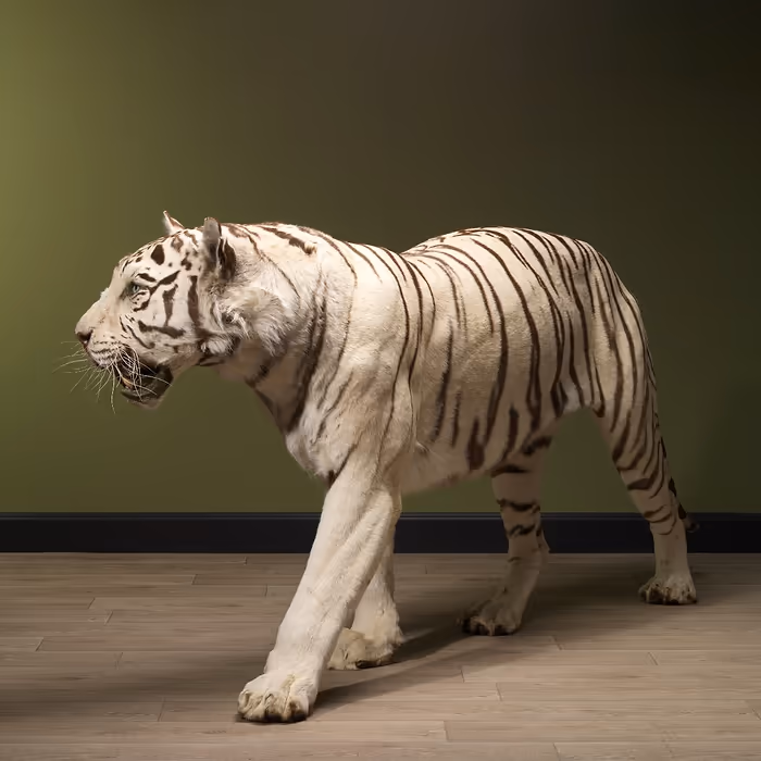 Full Body Taxidermy White Tiger for sale - Image 5