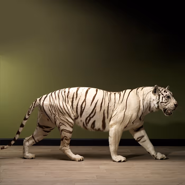 Full Body Taxidermy White Tiger for sale - Image 4