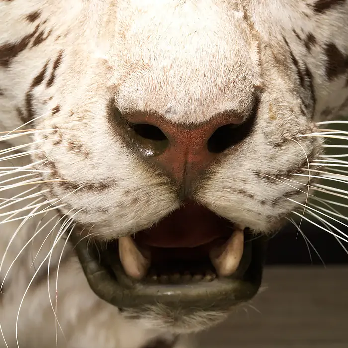 Full Body Taxidermy White Tiger for sale - Image 3