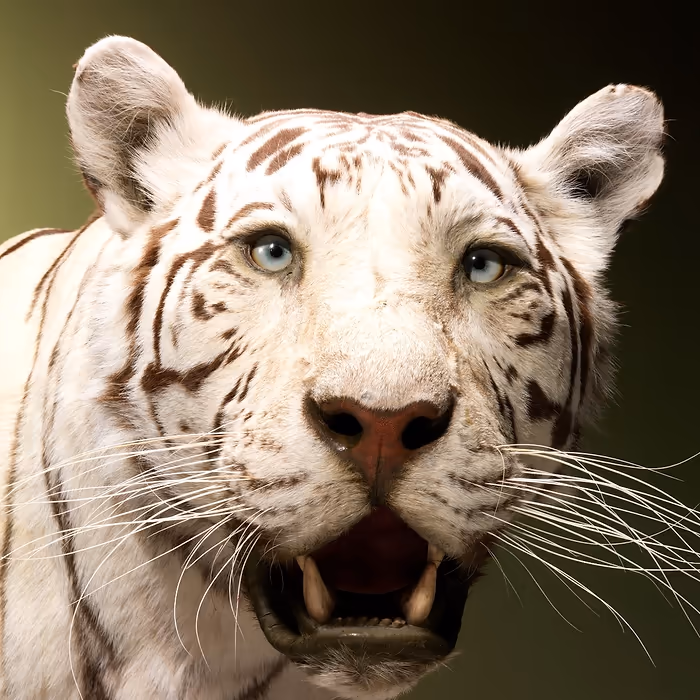 Full Body Taxidermy White Tiger for sale - Image 2