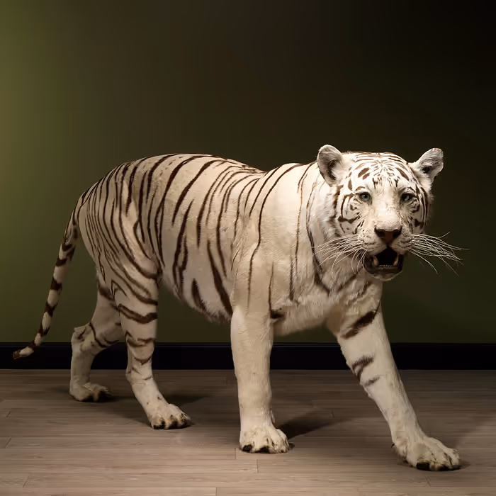 Full Body Taxidermy White Tiger for sale