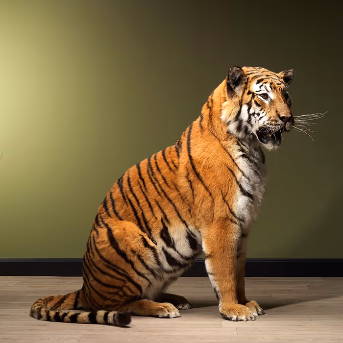 Full Body Tiger Taxidermy For Sale - Image 4
