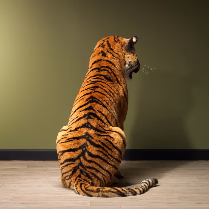 Full Body Tiger Taxidermy For Sale - Image 2
