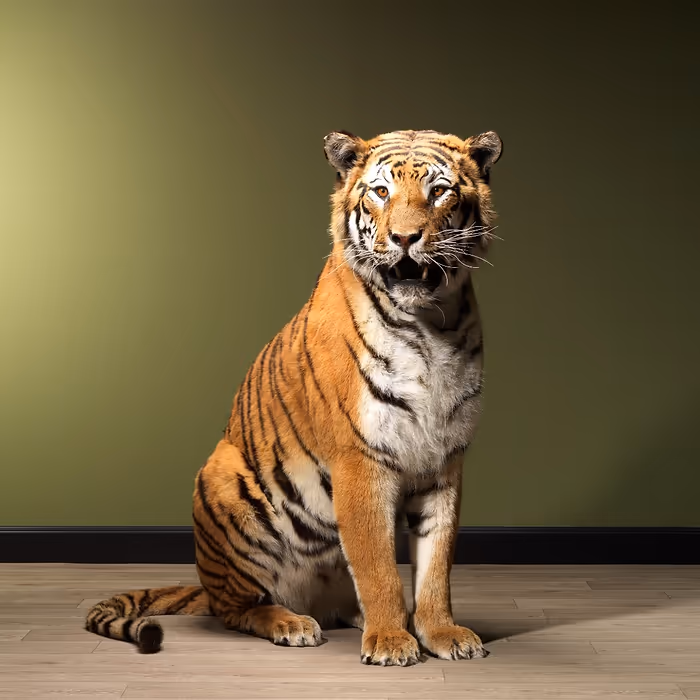 Full Body Tiger Taxidermy For Sale