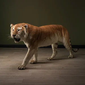 Full Mounted Golden Tabby Tiger Taxidermy For Sale