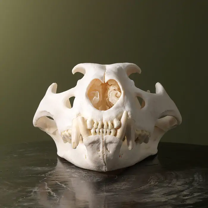 Real lion skull for sale - Image 4