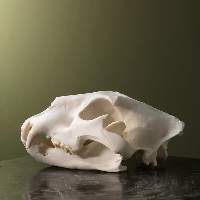 Real lion skull for sale - Image 2