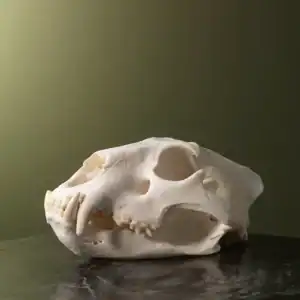 Real lion skull for sale