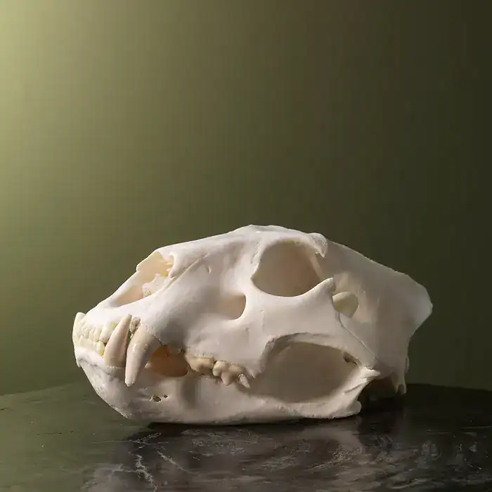 Real lion skull for sale