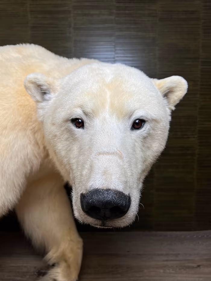 Full Mounted Polar Bear Taxidermy For Sale - Image 3