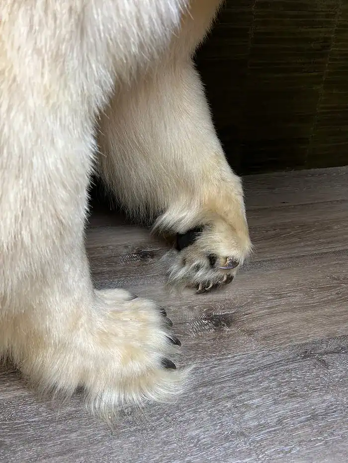 Full Mounted Polar Bear Taxidermy For Sale - Image 2