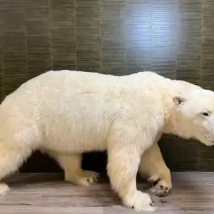 Full Mounted Polar Bear Taxidermy