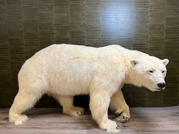 Full Mounted Polar Bear Taxidermy